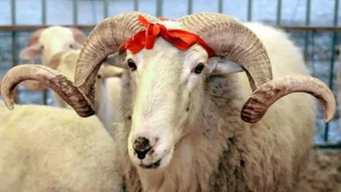 Kimlərə qurban payı verilməsi daha vacibdir...