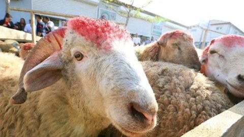Müştərilər qiymətdən, satıcılar isə alıcı azlığından şikayətçidir - Qurbanlıq heyvanlar bahalaşdı
