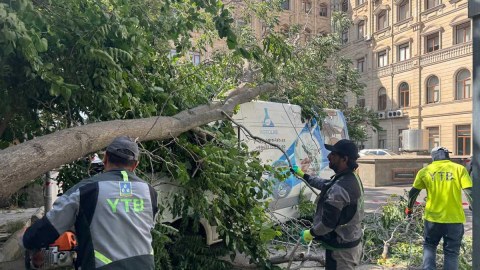 Külək Bakıda 37 ağacı sındırıb - FOTO