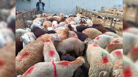 Paytaxtda qurbanlıq heyvanları bu qiymətə SATIRLAR