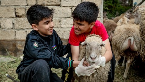Azərbaycanda Qurban bayramı qeyd olunur - FOTOLAR