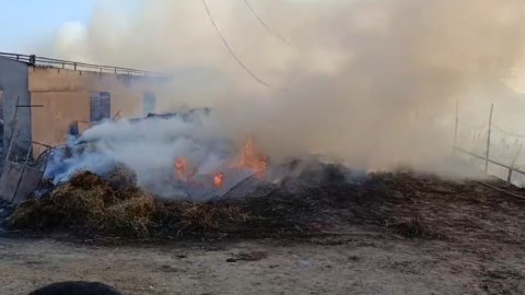 Salyanda ferma yandı: 40 baş heyvan&nbsp;tələf oldu