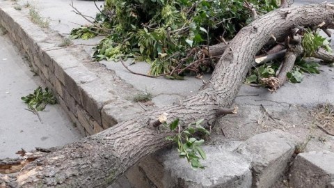 Filarmoniya bağında külək ağacı qadının üzərinə aşırdı