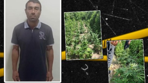 Həyətində çətənə kolu yetişdirən şəxs tutuldu&nbsp;- VİDEO