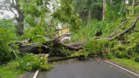 Bakıda güclü külək iki ağacı&nbsp;aşırdı