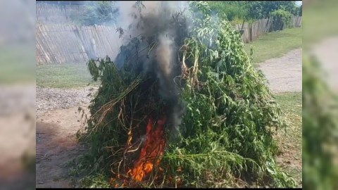 Kəlbəcərdə 3 ton çətənə kolu yandırıldı