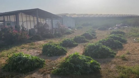 Bakıda xüsusi əməliyyat -&nbsp;881 kiloqram çətənə kolu aşkarlandı