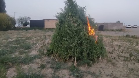 15 tondan artıq çətənə bitkisi yandırıldı