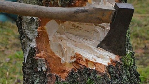 Lənkəranda təbiətə ziyan vuranlar cəzalandırıldı