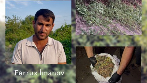 Kürün sahilində narkotik becərdi, həbs edildi