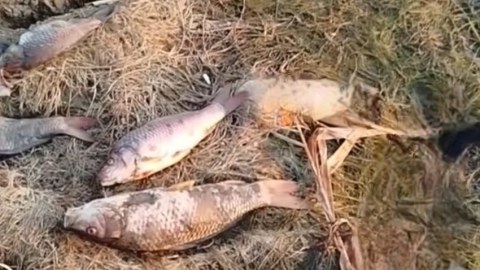 Biləsuvarda balıqlar kütləvi şəkildə öldü - Nazirlikdən REAKSİYA