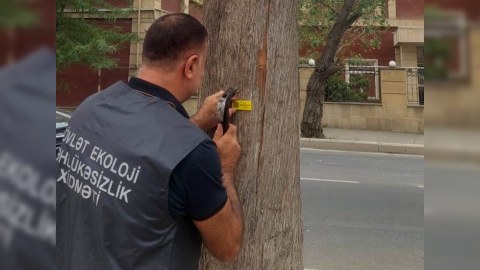 Gəncədə qurumuş və qəzalı ağaclar&nbsp;inventarlaşdırılır