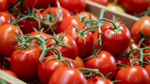 Azərbaycandan xaricə pomidor ixracı 22,8% artıb