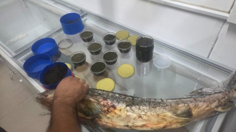Nərə balığı və kürü&nbsp;satan şəxslərlə bağlı REYD