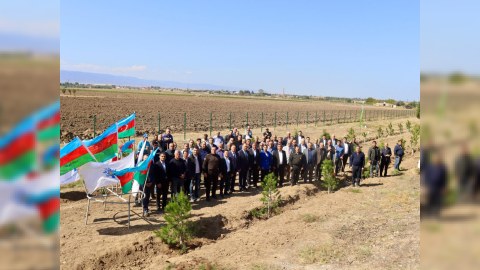 Samuxda Anım Günü ilə bağlı ağacəkmə aksiyası - FOTO