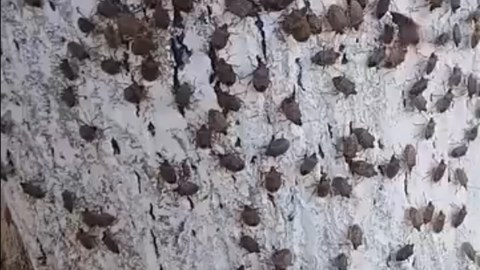 Zaqatala və Balakəndə evləri həşəratlar basdı - Rəsmi açıqlama