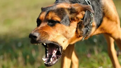 Bir ay əvvəl itin dişlədiyi məktəbli Bakıda vəfat etdi