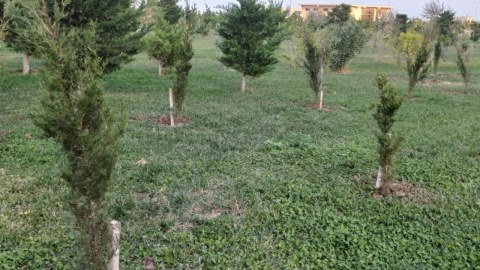 Sumqayıt bulvarında kəsilmiş ağacların yerində yeniləri əkildi&nbsp;- FOTOLAR