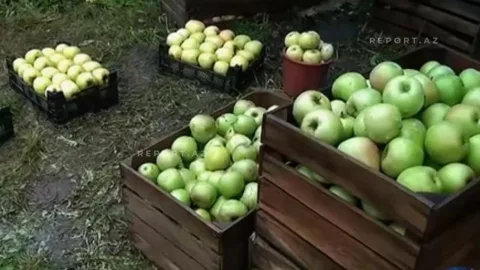 Almanın kiloqramı 6-7 qəpiyə düşdü