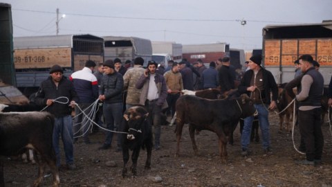Bu gündən Azərbaycanda heyvan bazarları BAĞLANIR - SƏBƏB