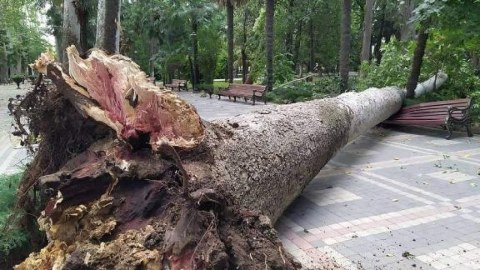 Bakıda çinar ağacı aşdı - 3 nəfər xəsarət aldı