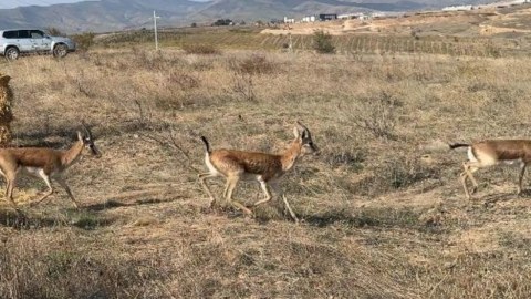 Cəbrayıla yeddi baş ceyran buraxıldı - FOTO