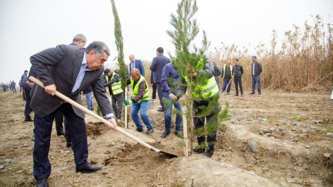 Salyanda Zəfər Günü ilə bağlı ağacəkmə aksiyası - FOTO