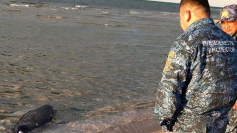 Xəzər sahilində daha 71 ölü suiti TAPILDI