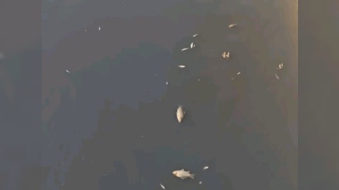 Abşeron kanalında balıqlar tələf oldu - VİDEO
