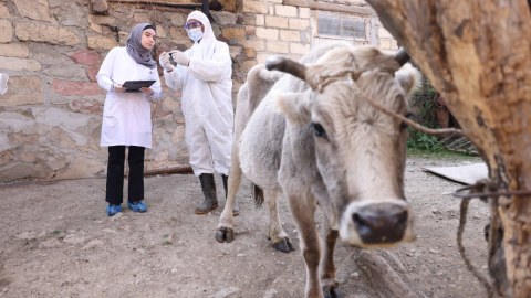 &ldquo;Daşkəsən və Göygöldə aqrar inkişafa dəstək&rdquo; layihəsi uğurla davam etdirilir - FOTOLAR