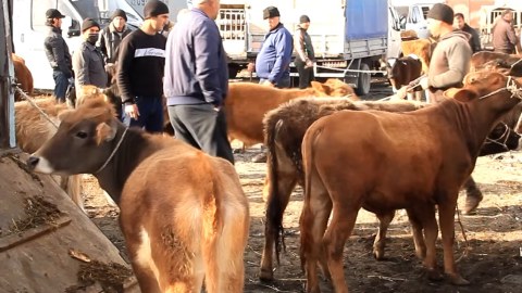 Heyvan bazarları nə vaxt açılacaq? - Rəsmi cavab
