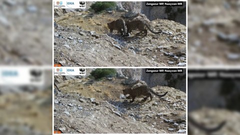 Zəngəzur Milli Parkında bəbir və iki balası görüntüləndi - FOTO