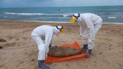 Xəzər sahilində tapılan ölü suitilərin sayı 500-ü keçdi