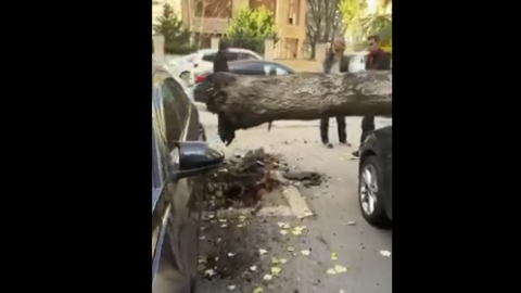 Bakıda ağac park edilmiş maşınların üzərinə düşdü - VİDEO