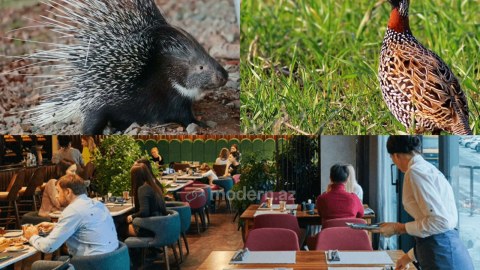 Nadir kirpi və turac əti satan restoranlara qarşı tədbir görülüb&nbsp;