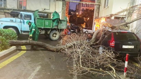 Güclü külək Bakıda 78 ağacı sındırıb - GÖRÜNTÜLƏR