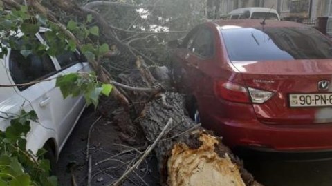 Maşının üstünə ağac aşdı &mdash; Ziyanı kim ödəyəcək?