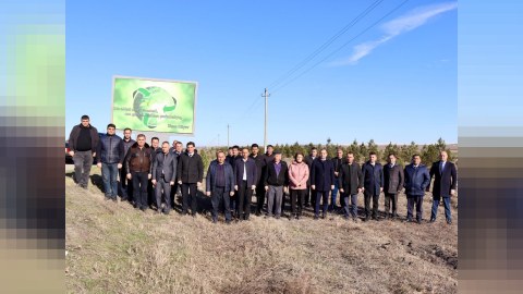 Samuxda ağacəkmə aksiyası - FOTO