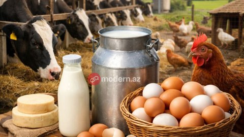 Subsidiya var, məhsuldarlıq yox: İdxaldan asılılıq artır