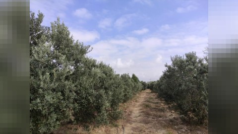 Zığda yaşıl zona yaradılır - 6 milyon ayrıldı
