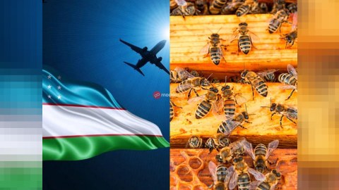 Özbəkistandan gətirilən arı ailələri təhlükəlidir - XƏBƏRDARLIQ&nbsp;