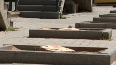 Bakının mərkəzində&nbsp;10-dan çox ağac kəsildi&nbsp;- Araşdırma başladı