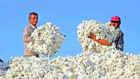 Ən çox pambıq harada istehsal olunur? - TOP 10
