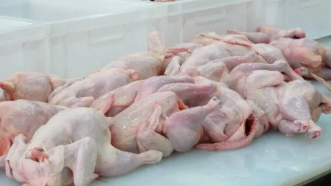 Azərbaycana gətirilən toyuq məhsulunda bakteriya AŞKARLANDI