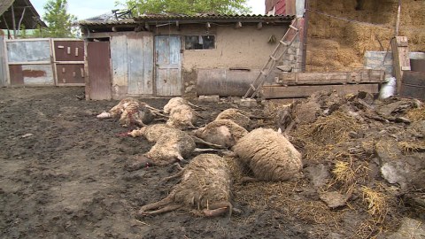 Şəkidə canavarlar&nbsp;qoyun-quzunu parçaladı - FOTO