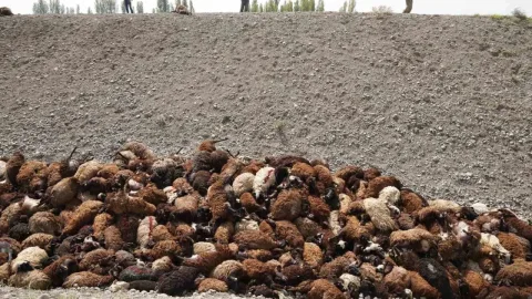 Azərbaycanla sərhəddə arı hücumundan&nbsp;800-dən çox qoyun tələf oldu