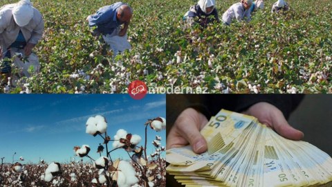 Fermerlər satdığı pambığın pulunu niyə ala bilmir? - PROBLEM