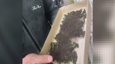 Keçmiş köçkünlərə ipəkqurdu toxumu paylanıb