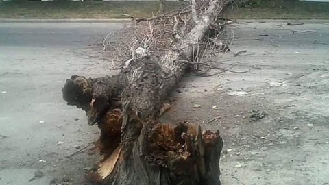 Hacıqabul-Horadiz yolunda təhlükəli anlar: ağac magistral yolu bağladı