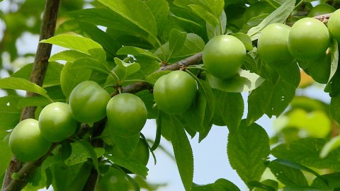 Alça ağacda qalıb, bazarda isə bahadır - səbəb nədir?